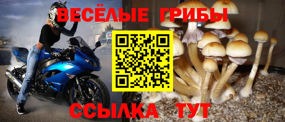 Сорочинск  Псилоцибиновые грибы мицелий  Вход с VPN 